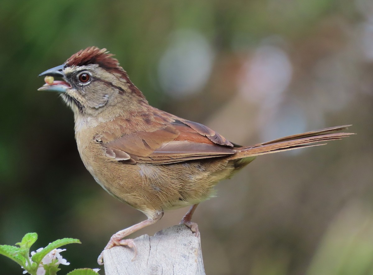 Rusty Sparrow - Alfonso Auerbach