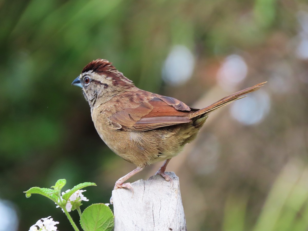 Rusty Sparrow - ML609539766