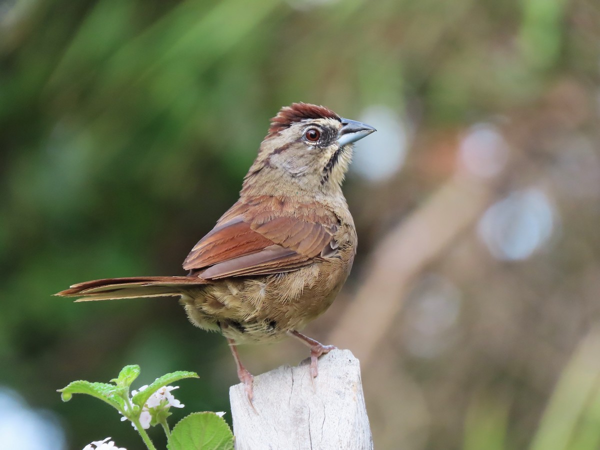 Rusty Sparrow - ML609539767