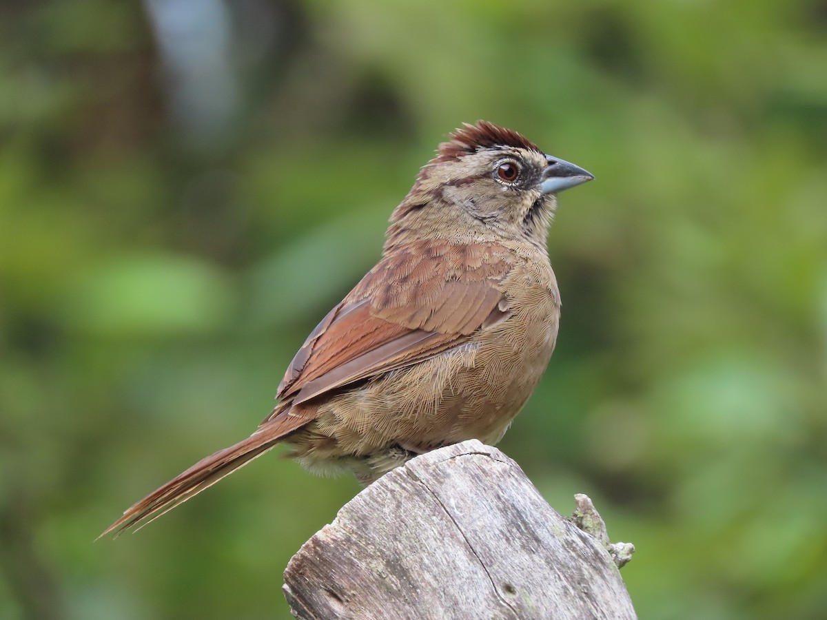 Rusty Sparrow - ML609539768