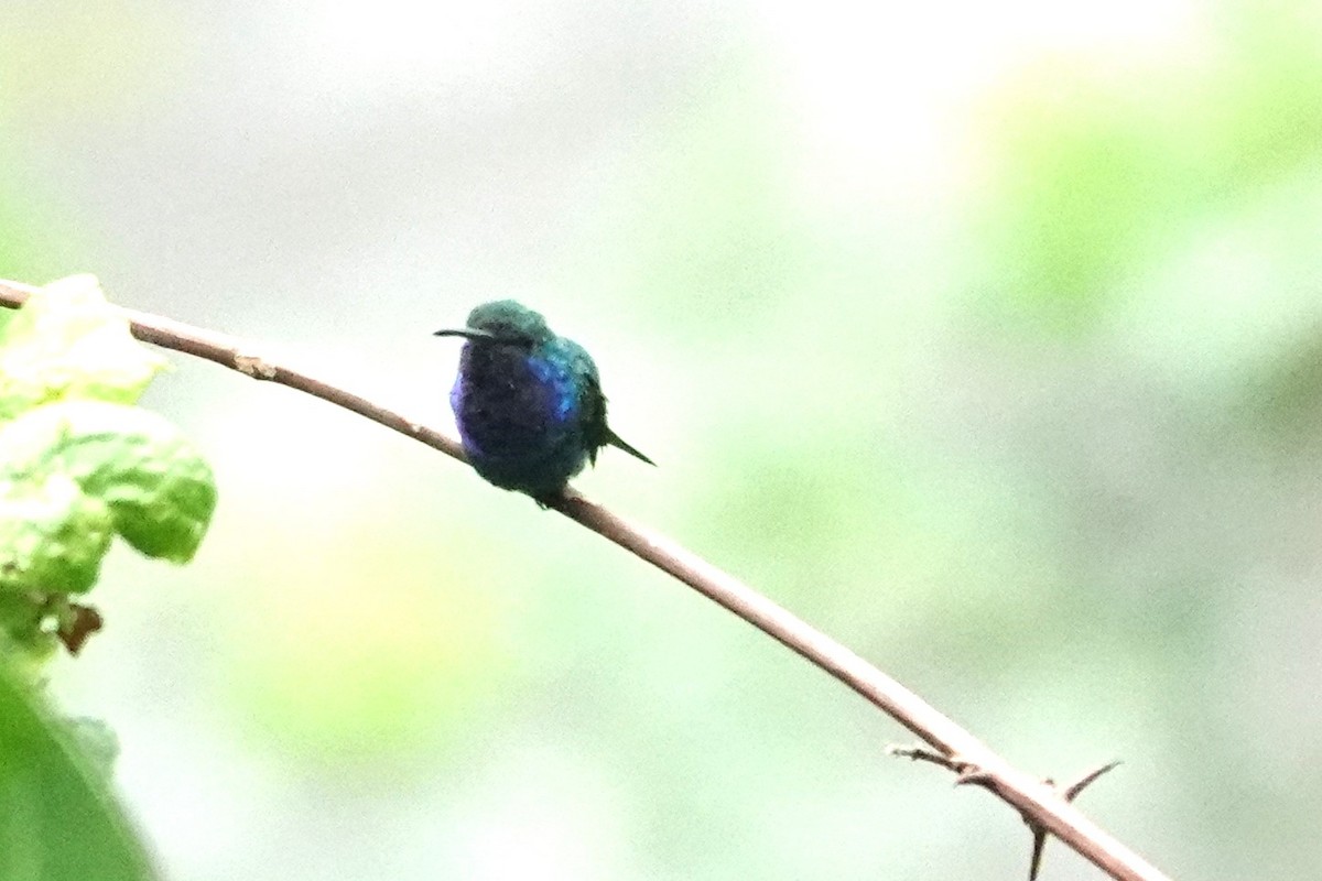 Sapphire-throated Hummingbird - ML609540191