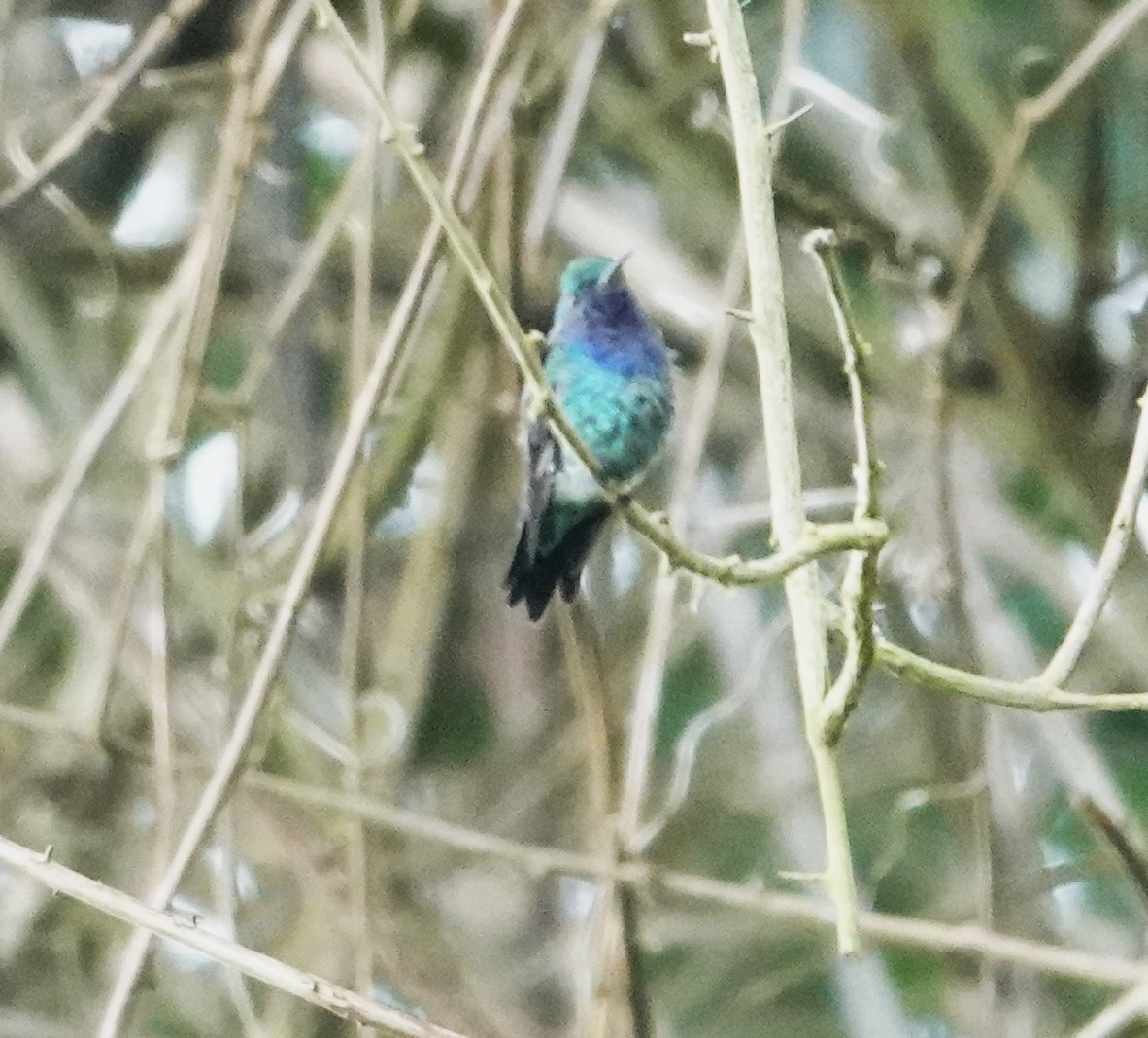 Sapphire-throated Hummingbird - ML609540192