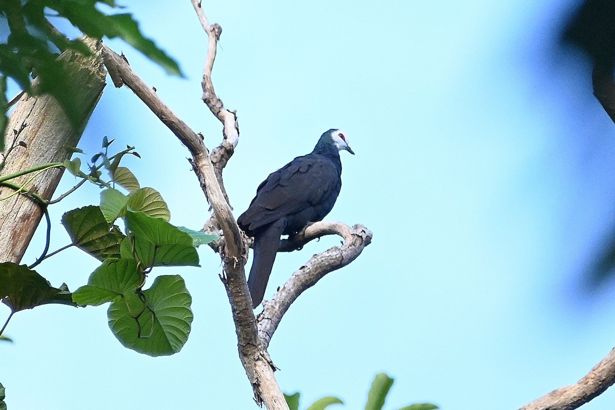 White-faced Cuckoo-Dove - ML609540354