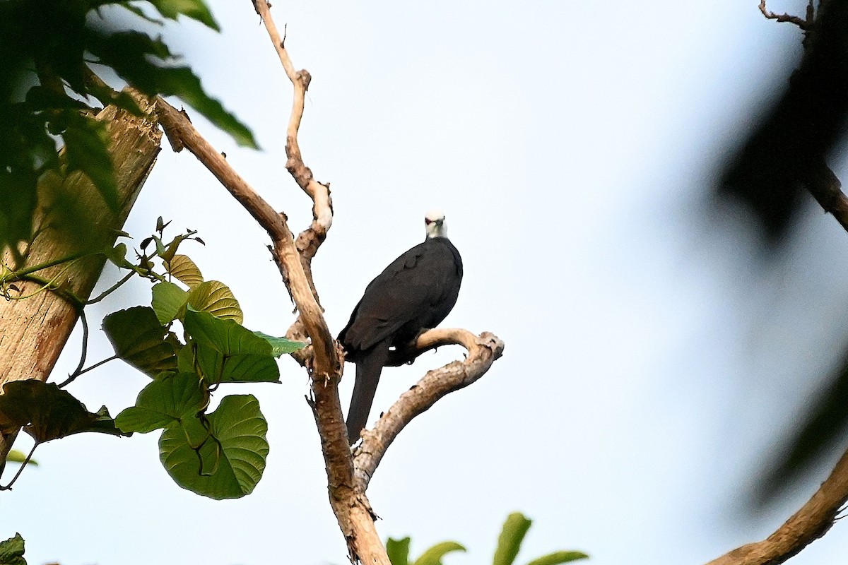 White-faced Cuckoo-Dove - ML609540357
