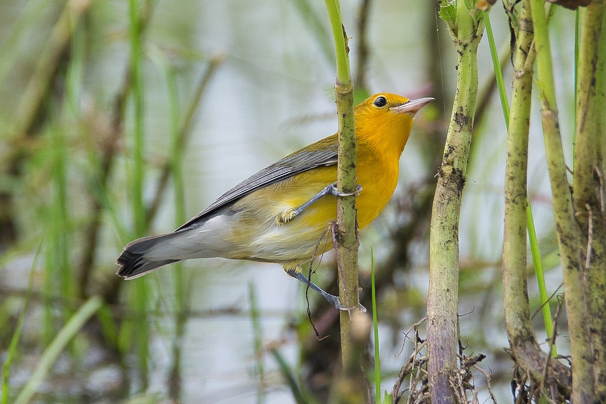 Prothonotary Warbler - ML609540511