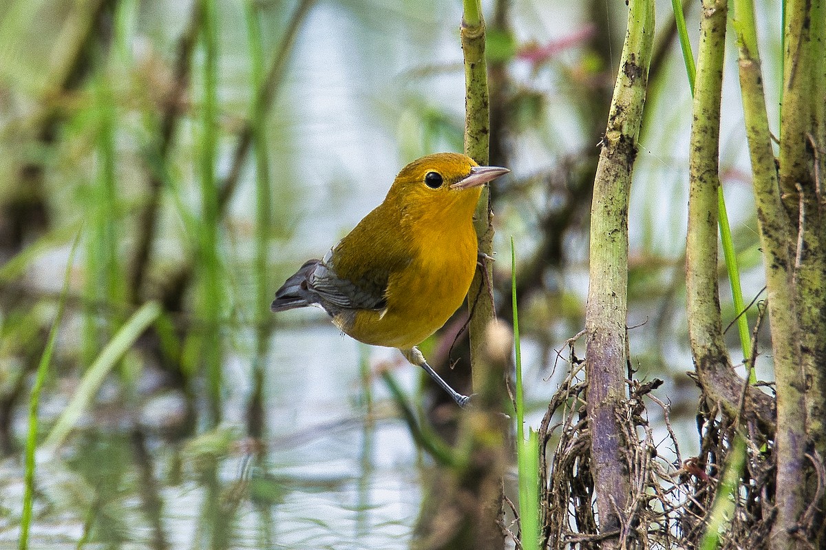 Prothonotary Warbler - ML609540512