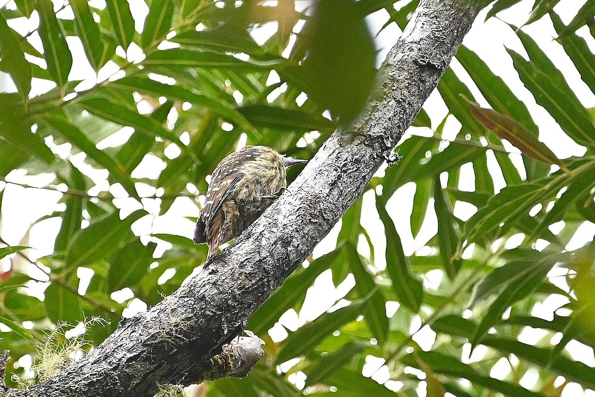 Sulawesi Pygmy Woodpecker - ML609540555