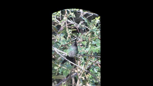 Sword-billed Hummingbird - ML609540841