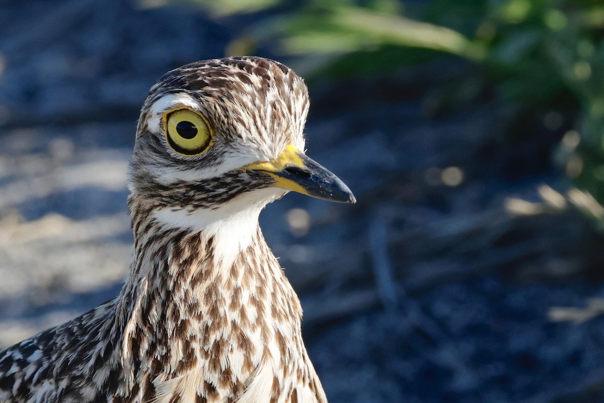 Spotted Thick-knee - ML609540930