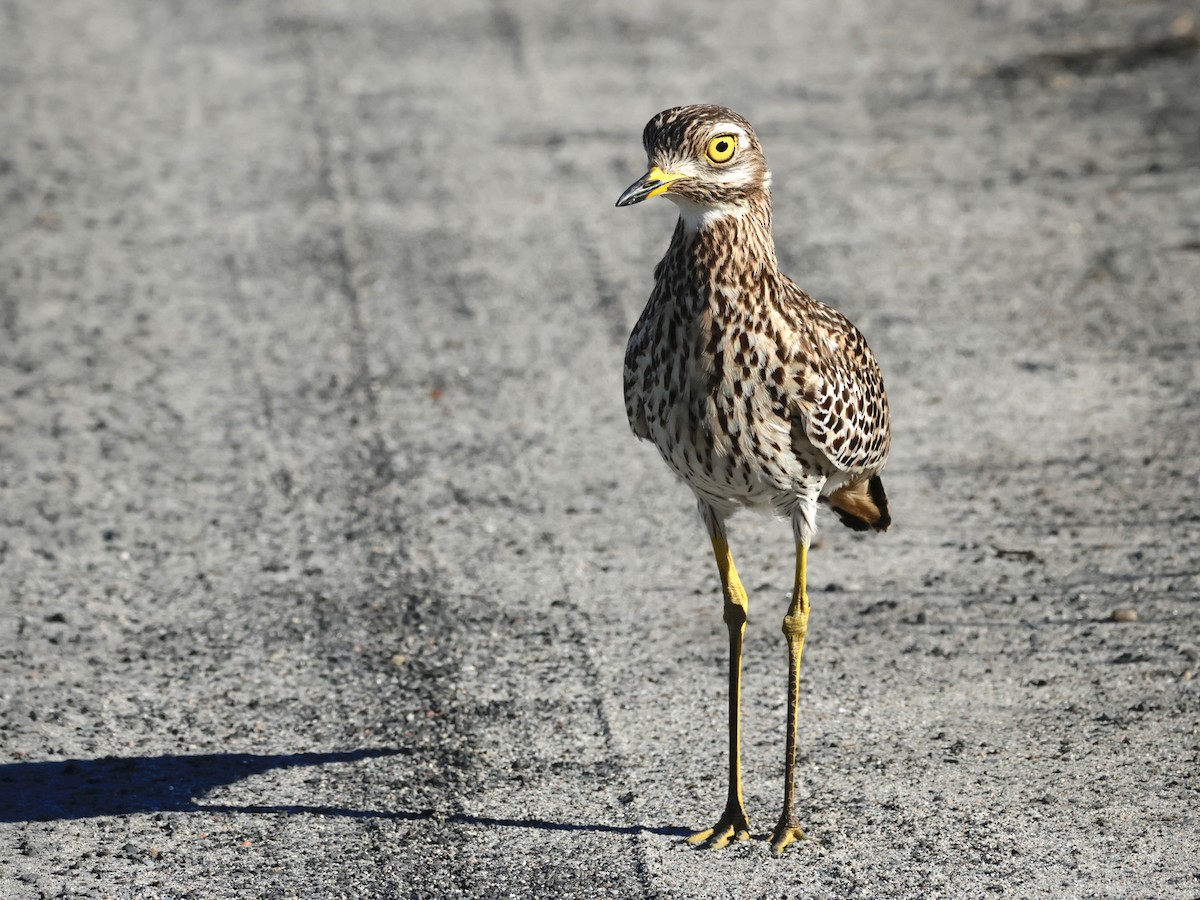 Spotted Thick-knee - ML609540931