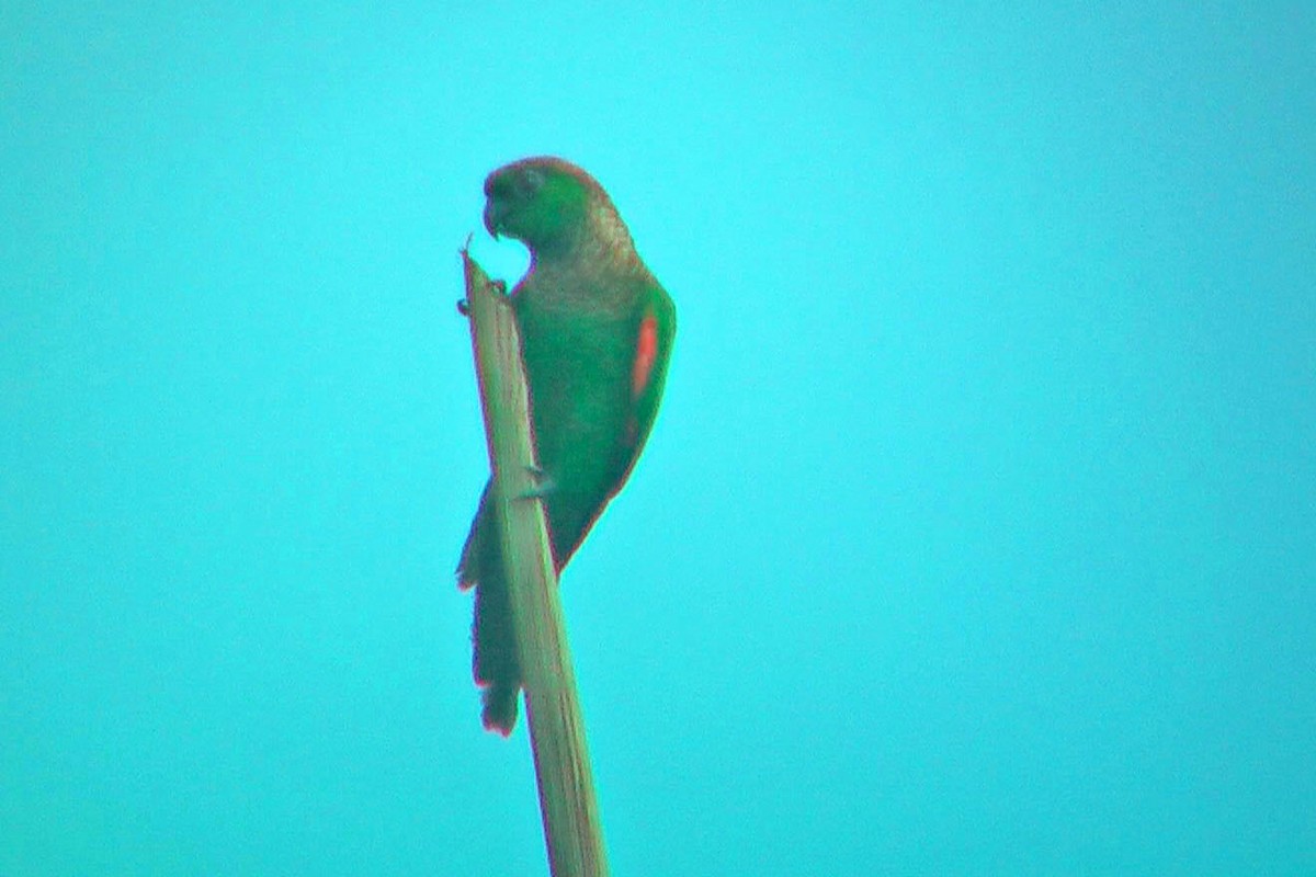Maroon-tailed Parakeet (Choco) - ML609541151