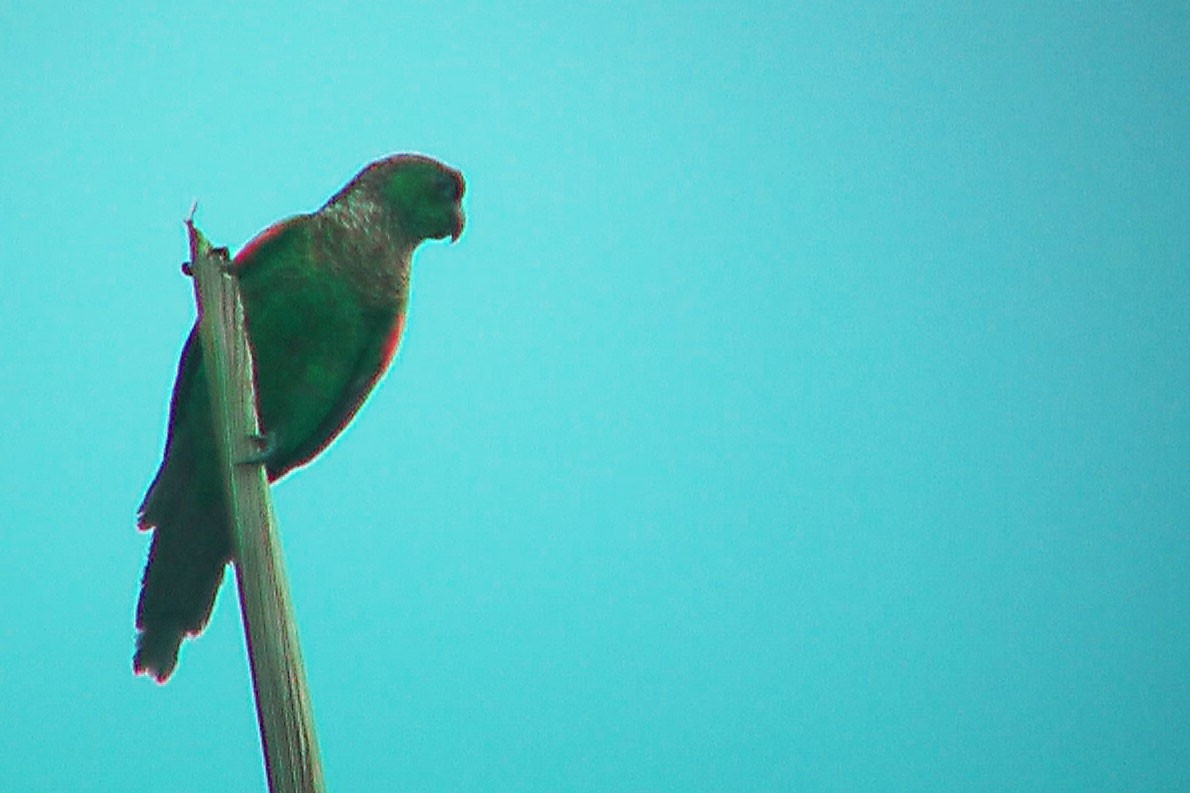 Maroon-tailed Parakeet (Choco) - Stephen and Felicia Cook
