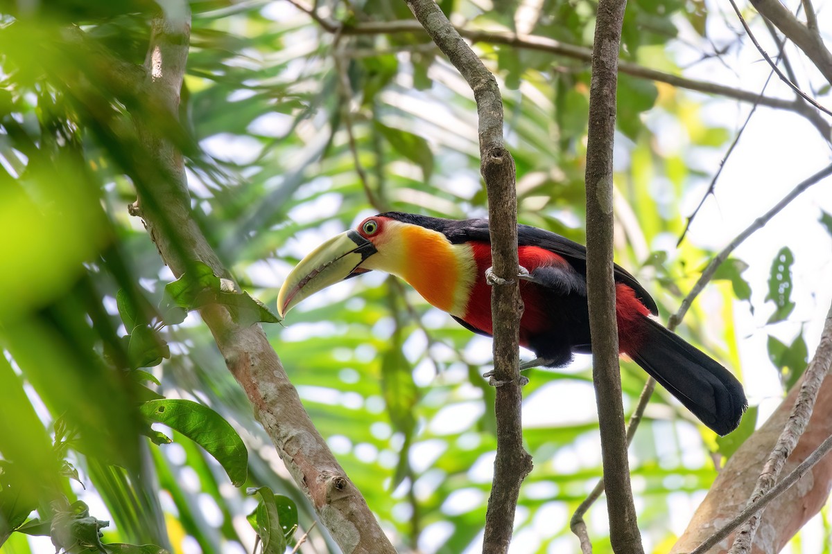 Red-breasted Toucan - ML609541202