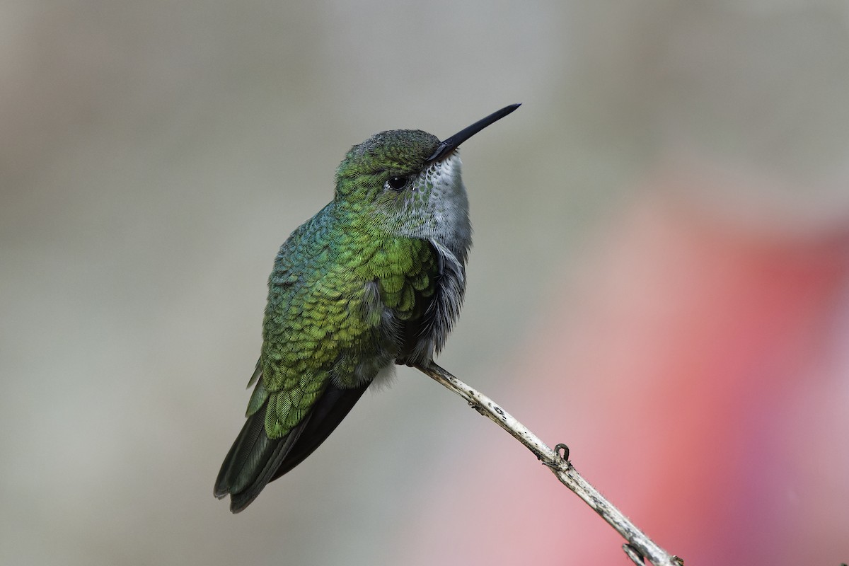 Green-and-white Hummingbird - David Wright