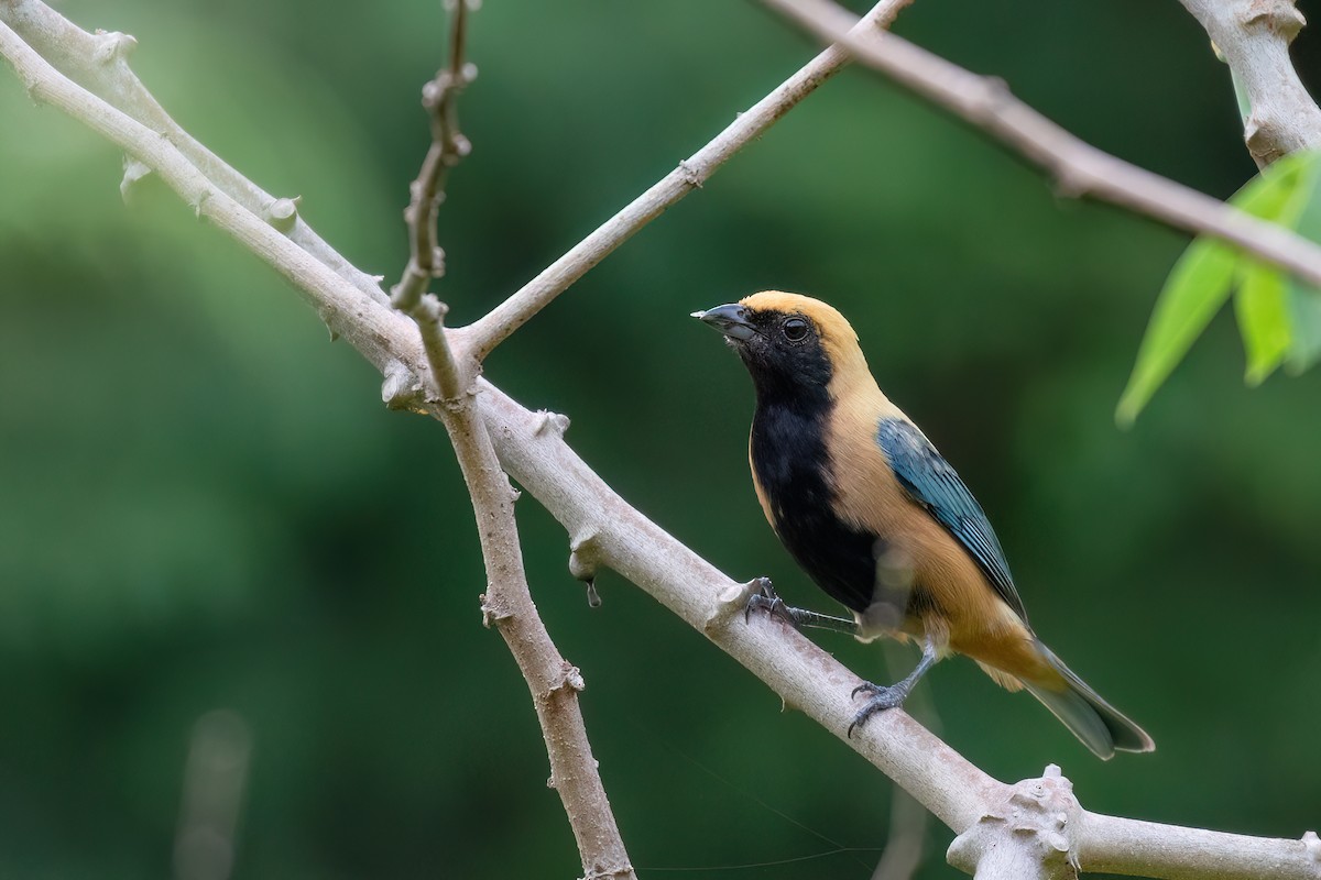 Burnished-buff Tanager - ML609541618