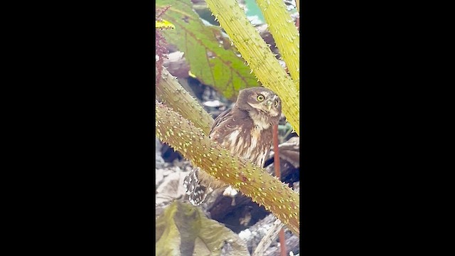 Andean Pygmy-Owl - ML609541775
