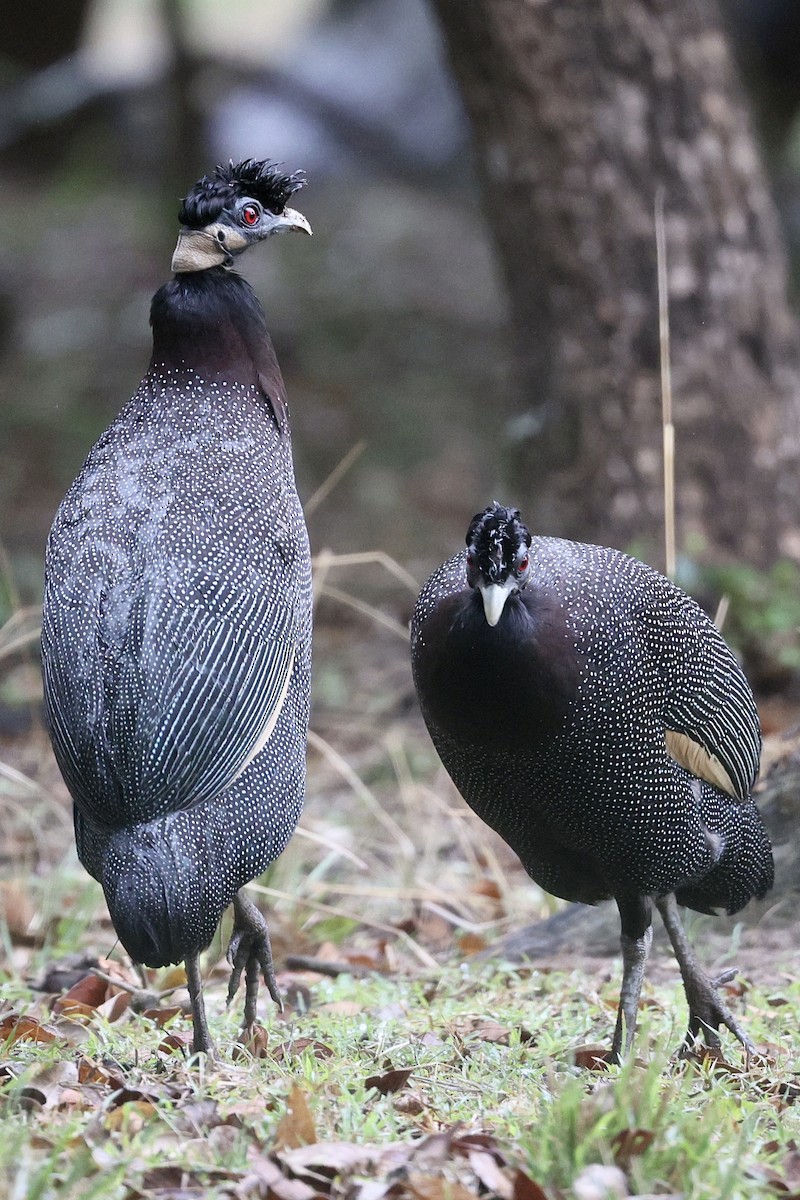 Southern Crested Guineafowl - ML609541820