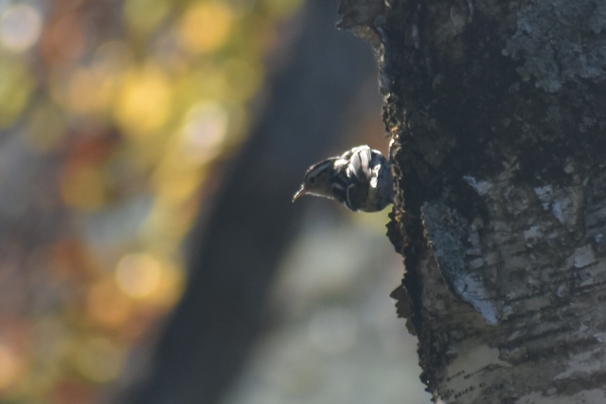 Black-and-white Warbler - ML609542142