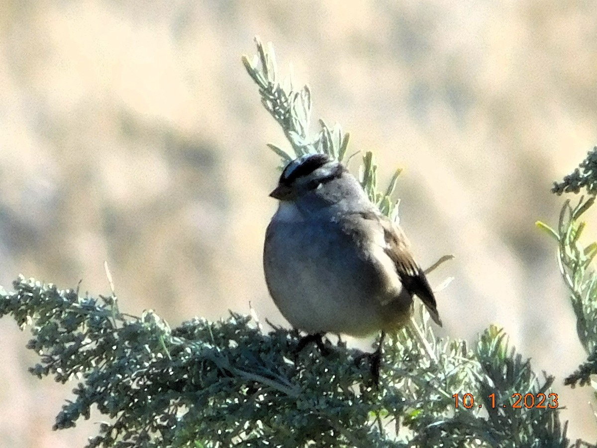 White-crowned Sparrow - ML609542143