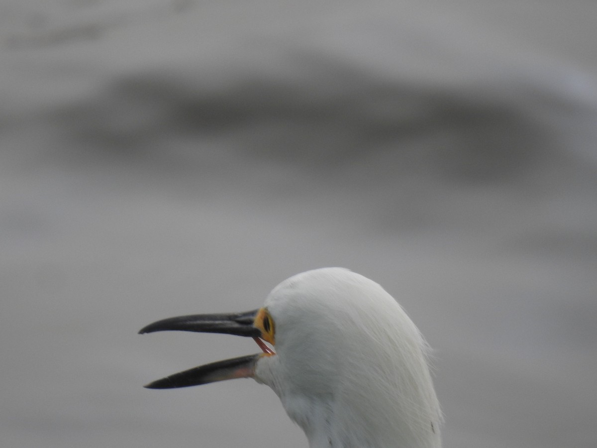 Snowy Egret - elwood bracey