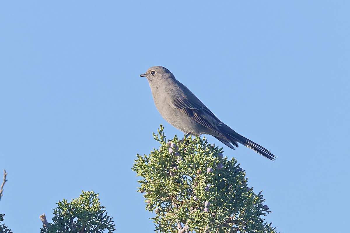 Townsend's Solitaire - ML609543774