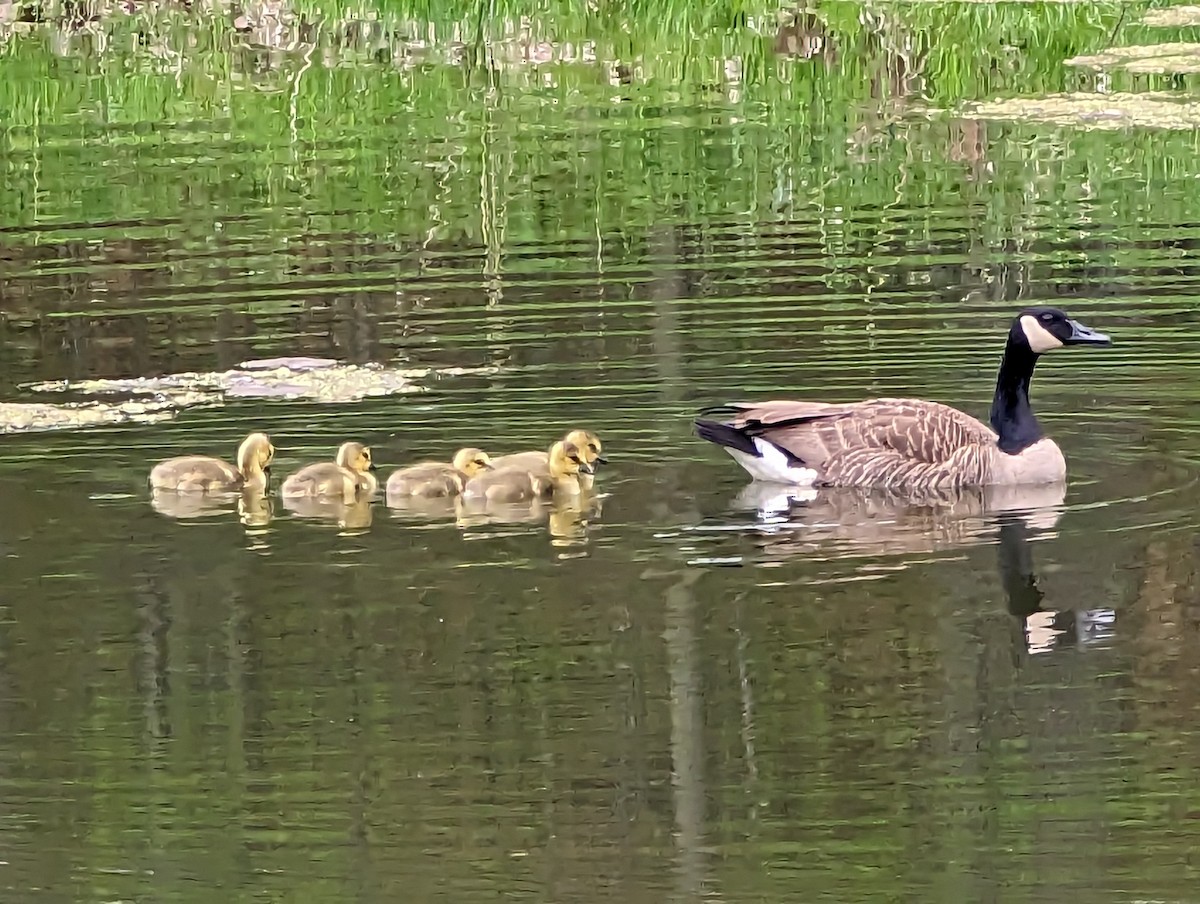 Canada Goose - ML609543782