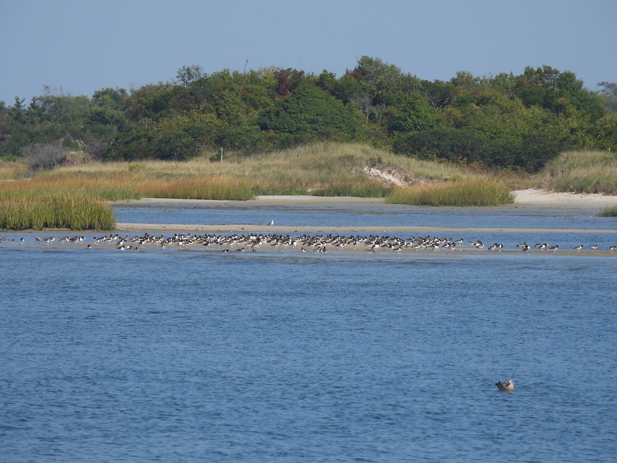 American Oystercatcher - ML609543797