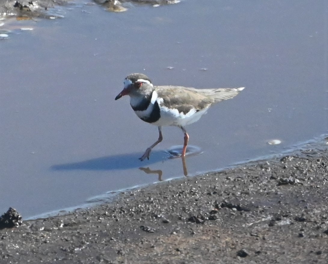 Three-banded Plover - ML609544674