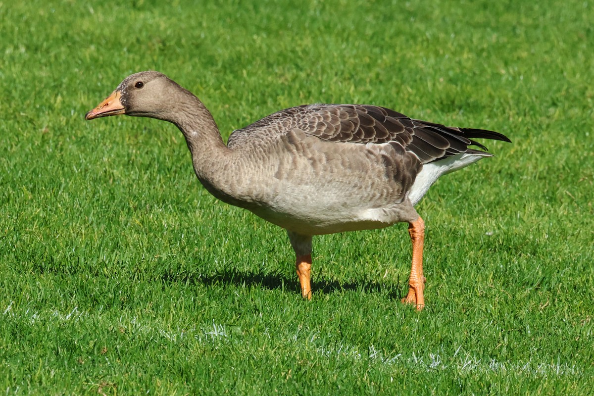 Greater White-fronted Goose - ML609544836