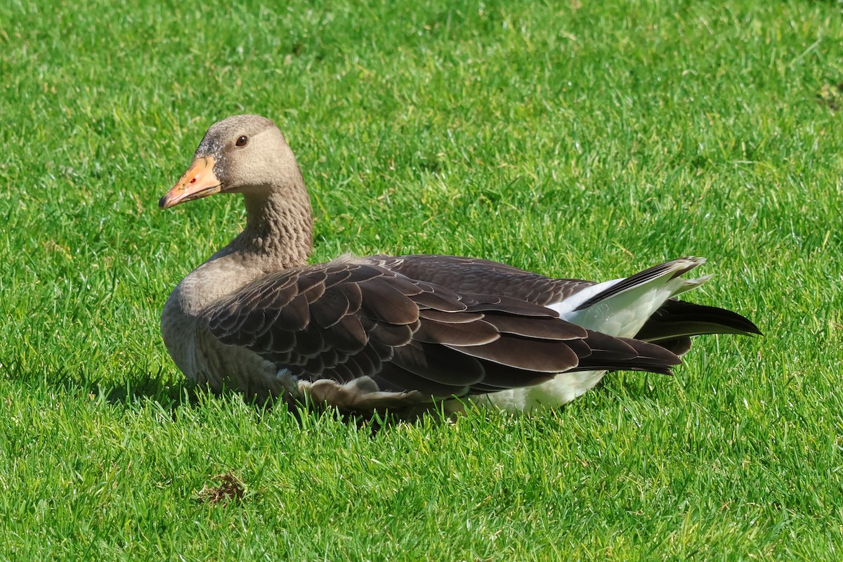Greater White-fronted Goose - ML609544837