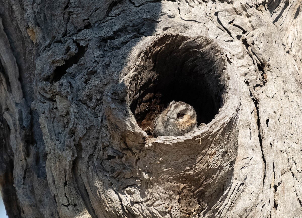 Australian Owlet-nightjar - ML609544937