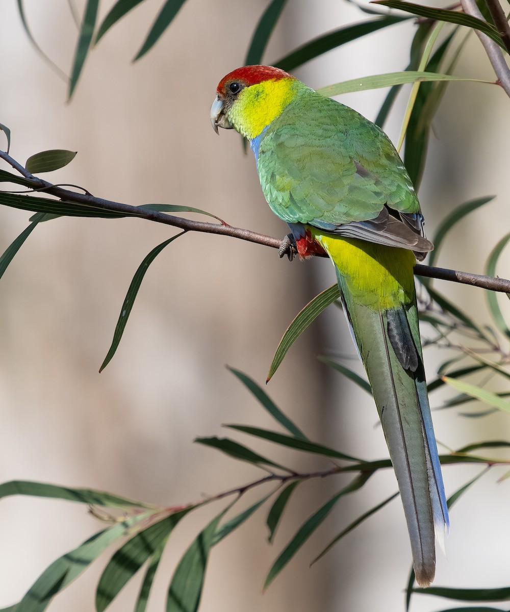 Red-capped Parrot - ML609544956