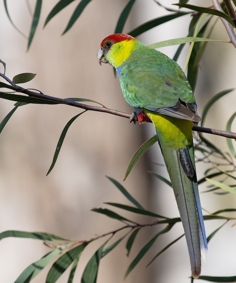 Red-capped Parrot - ML609544967
