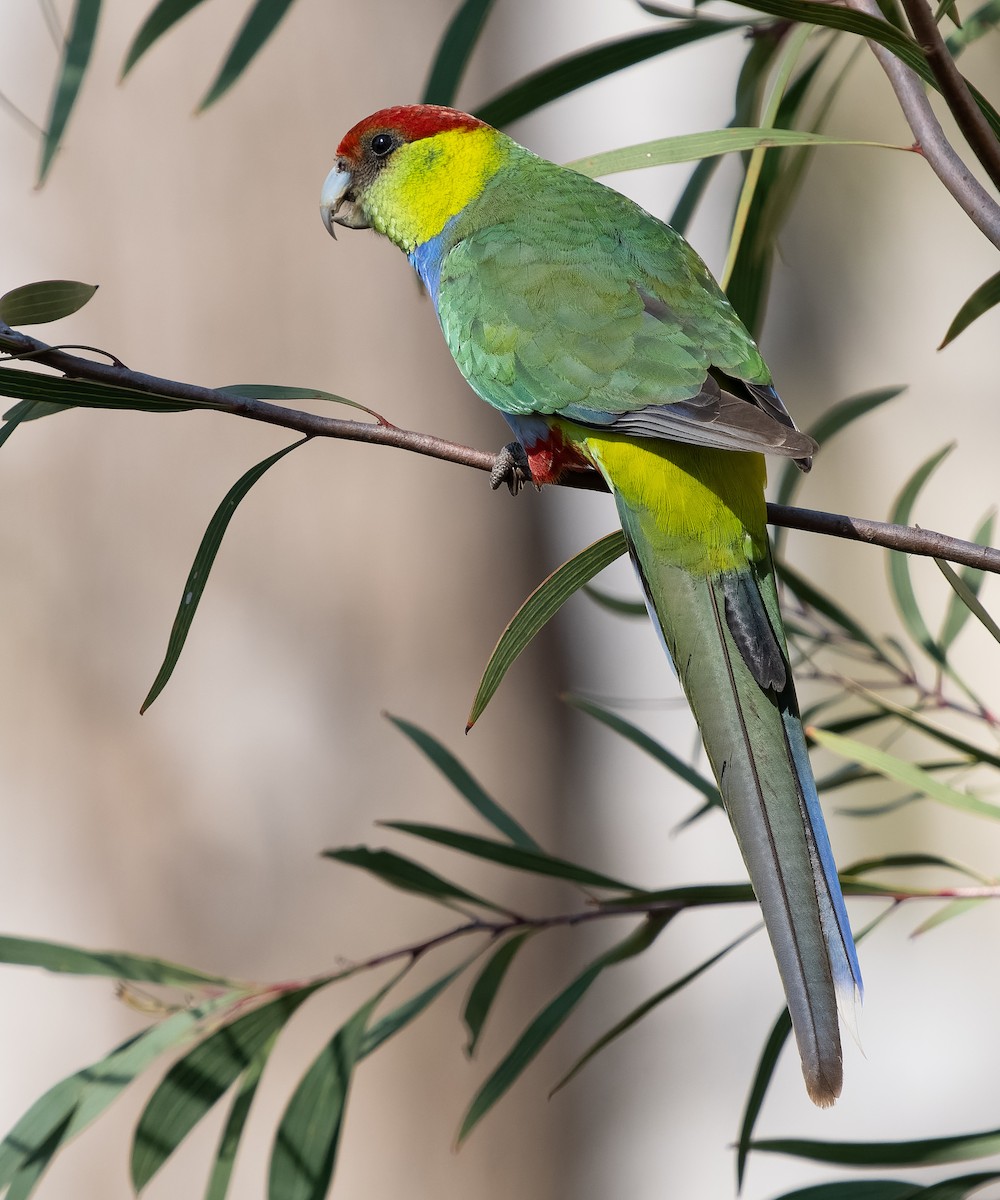 Red-capped Parrot - ML609544968