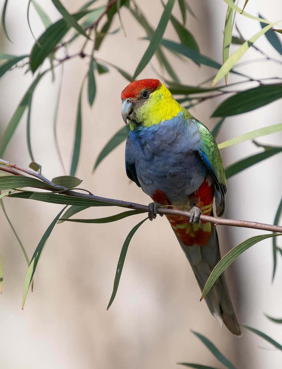 Red-capped Parrot - ML609544970