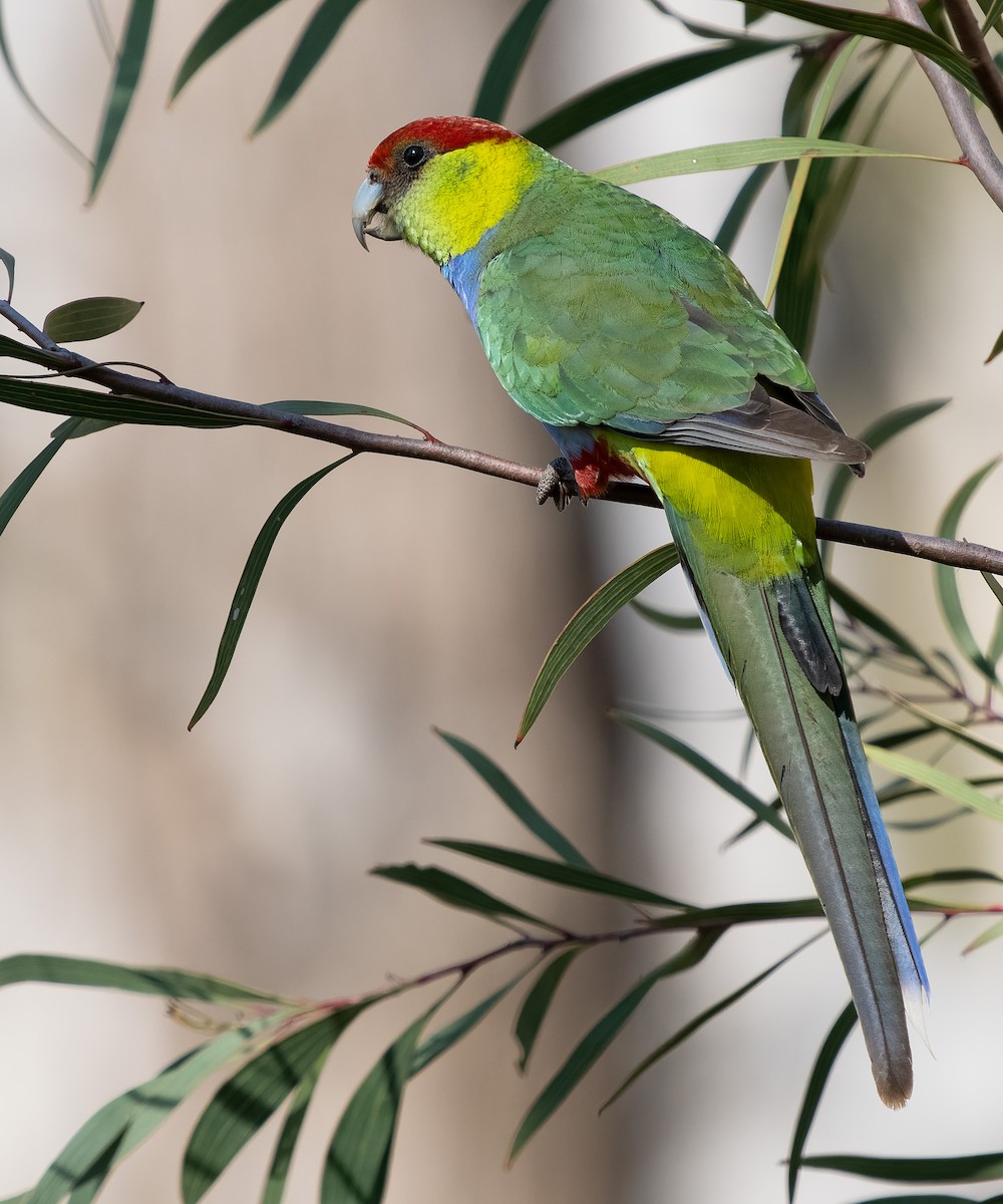 Red-capped Parrot - ML609544972
