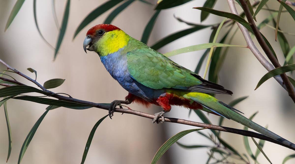 Red-capped Parrot - Simon Colenutt
