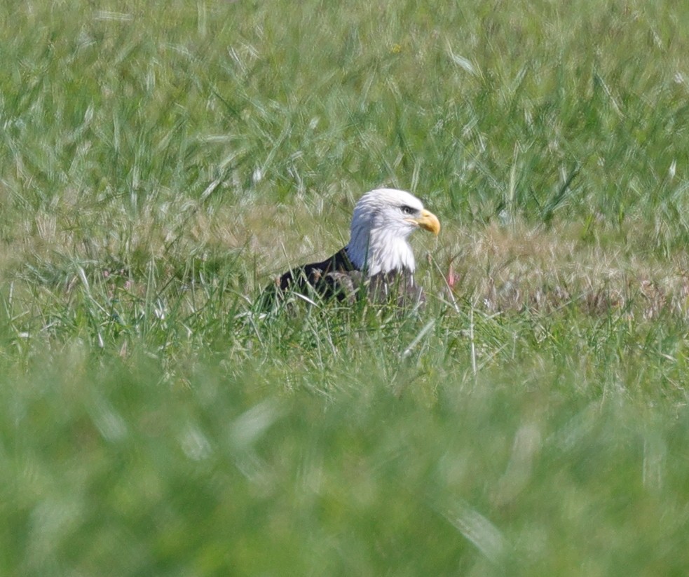 Weißkopf-Seeadler - ML609546107