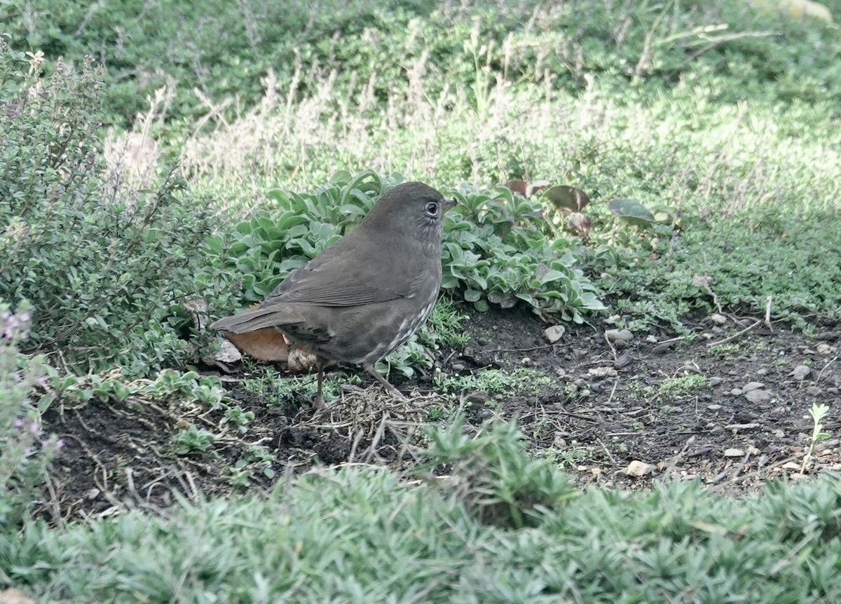 Fox Sparrow (Sooty) - ML609546162