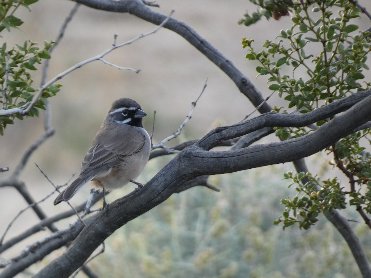 Black-throated Sparrow - ML609546288