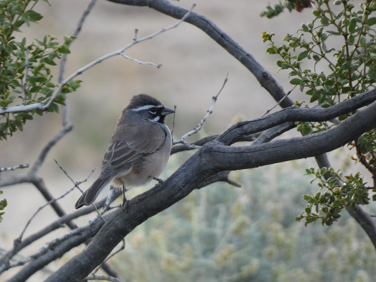 Black-throated Sparrow - ML609546289