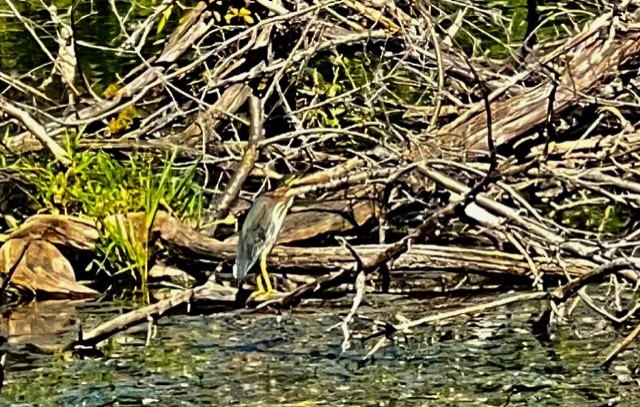 Green Heron - Joan Campbell