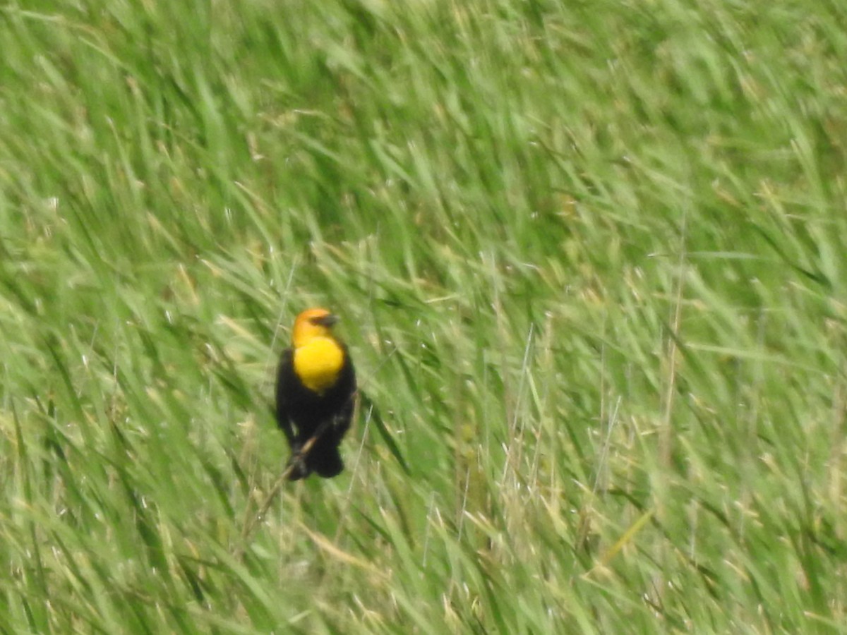 Yellow-headed Blackbird - ML60954691