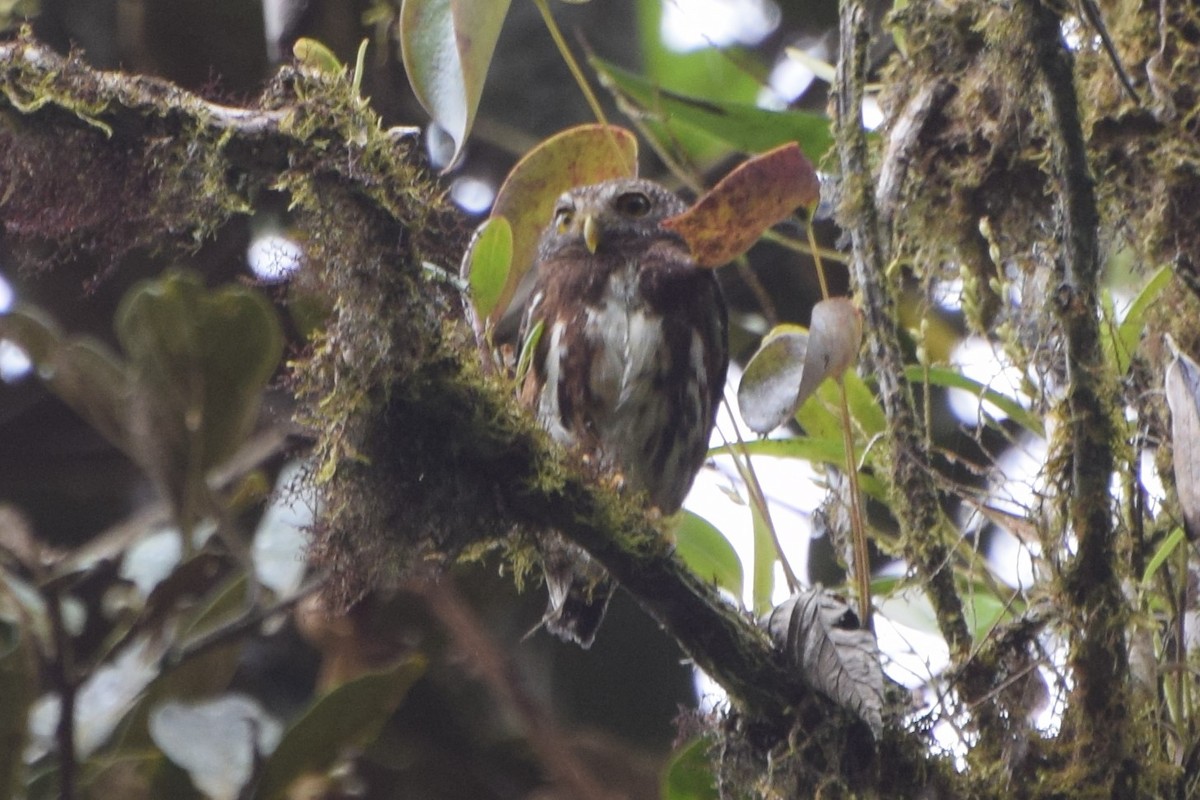 Ekvador Serçe Baykuşu - ML60954731