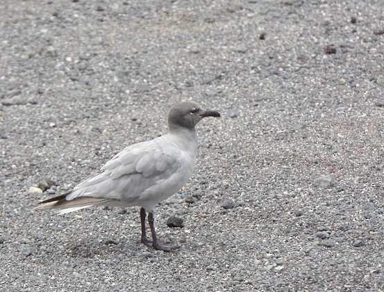 Lavamöwe - ML609547472