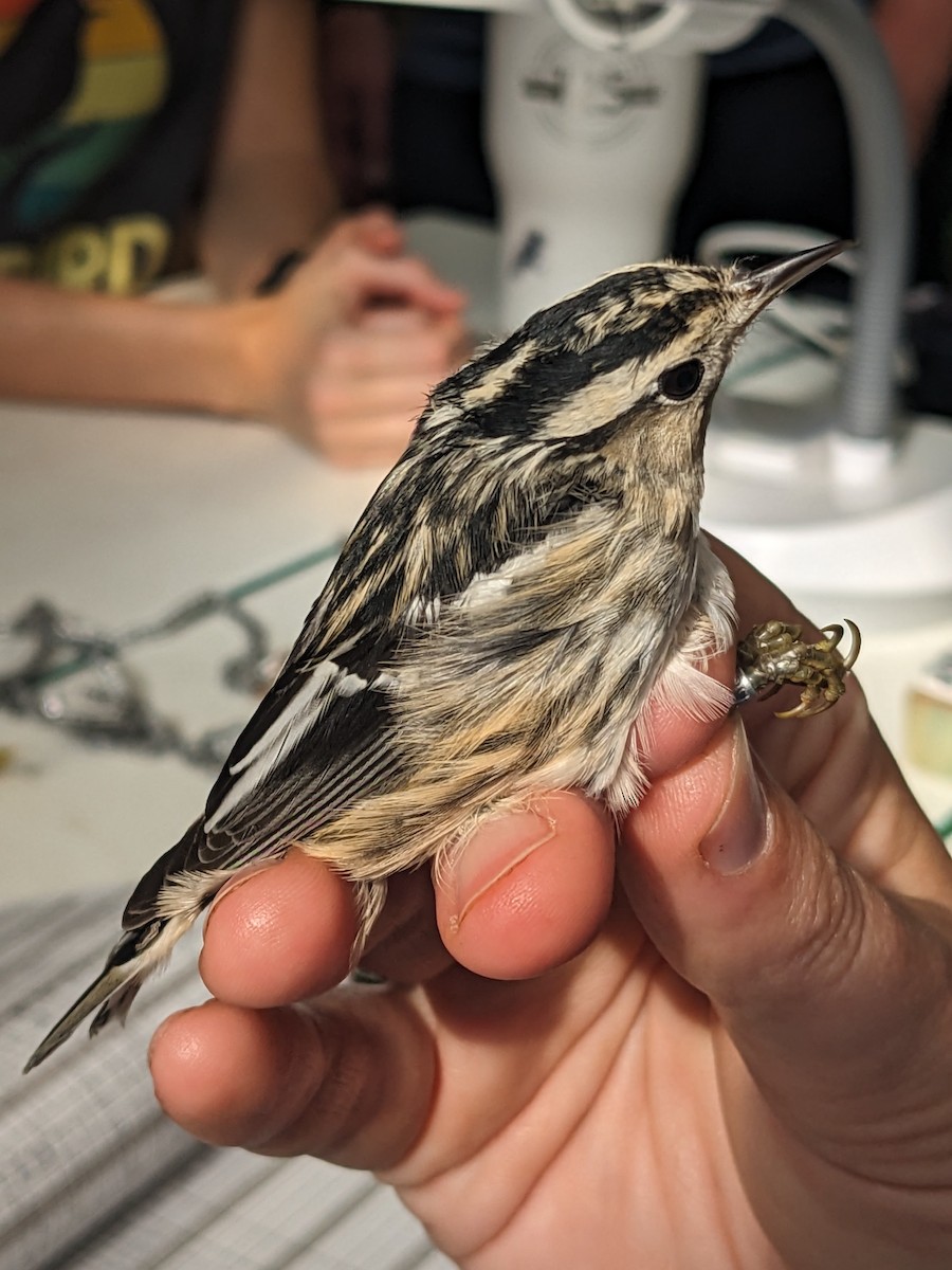 Black-and-white Warbler - ML609547548