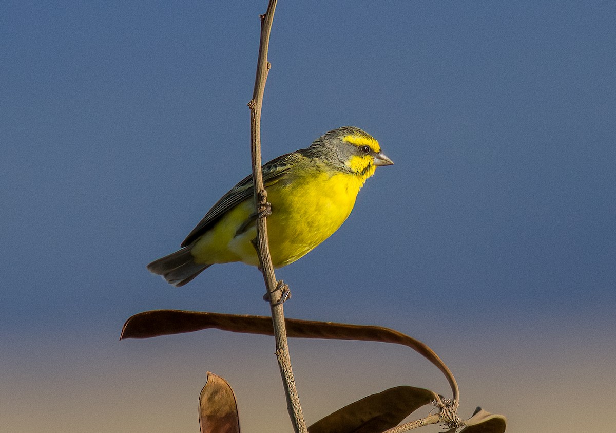 Yellow-fronted Canary - ML609547665
