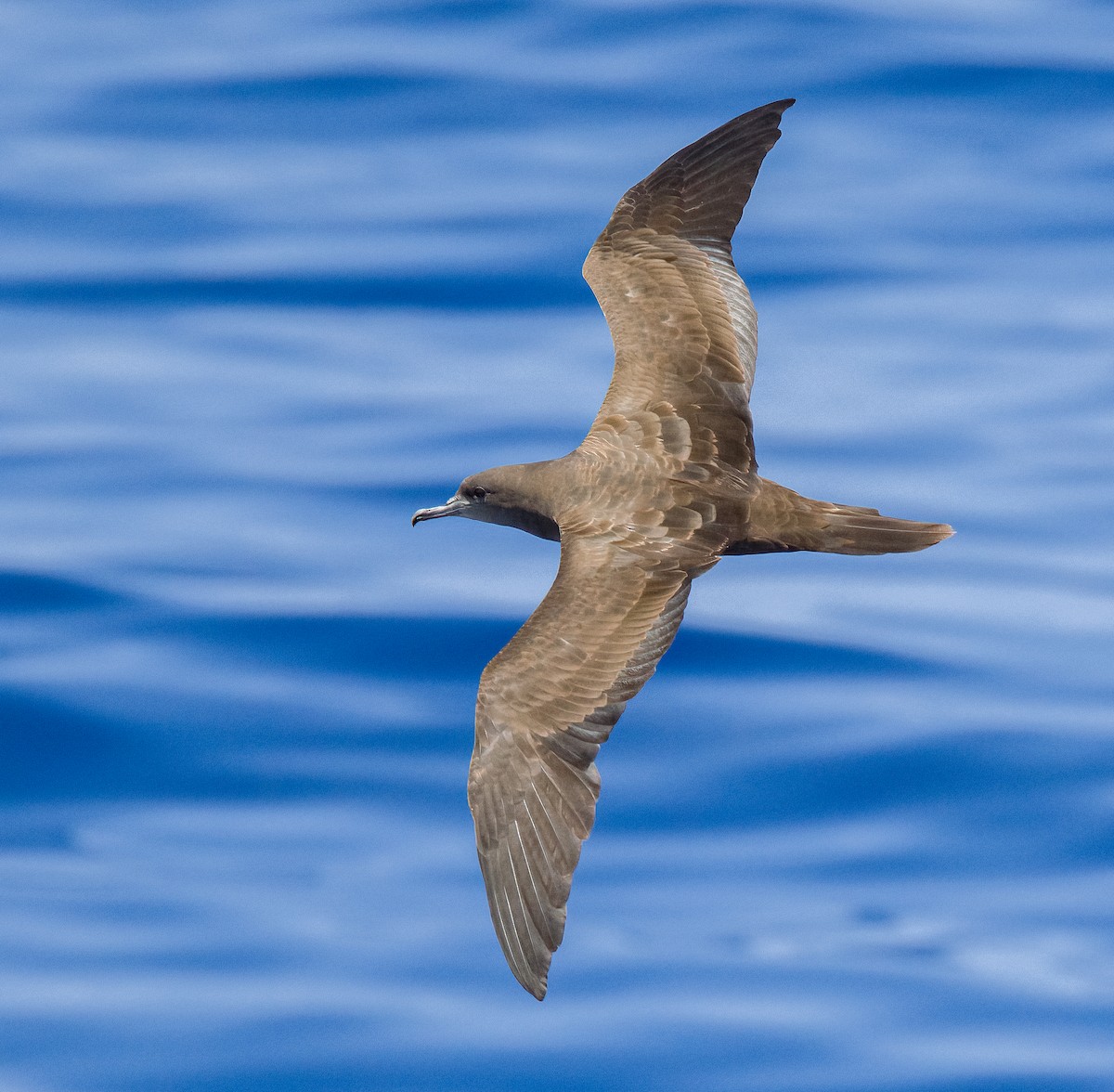 Wedge-tailed Shearwater - Linus Blomqvist