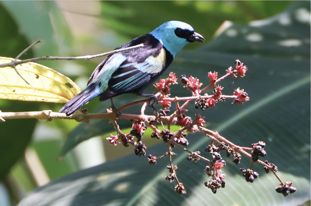 Blue-necked Tanager - ML609547993