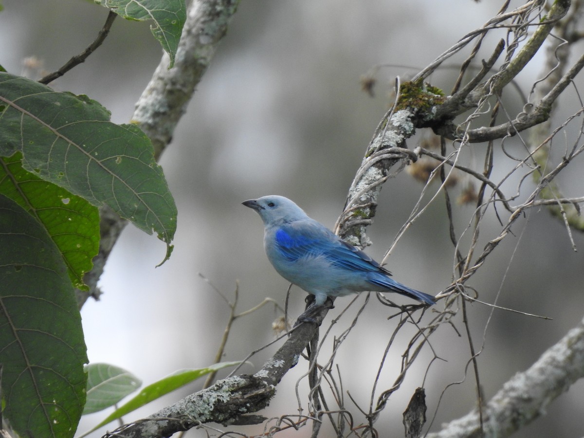 Blue-gray Tanager - ML609548546
